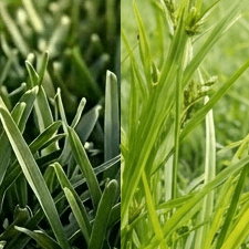 Sedge growth compared with desirable St. Augustine turf
