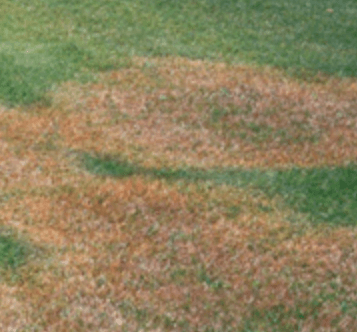 Active orange disease ring surrounding a brown lawn patch
