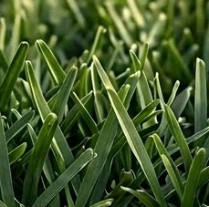 Clean-cut grass blade tips compared with shredded mower damage
