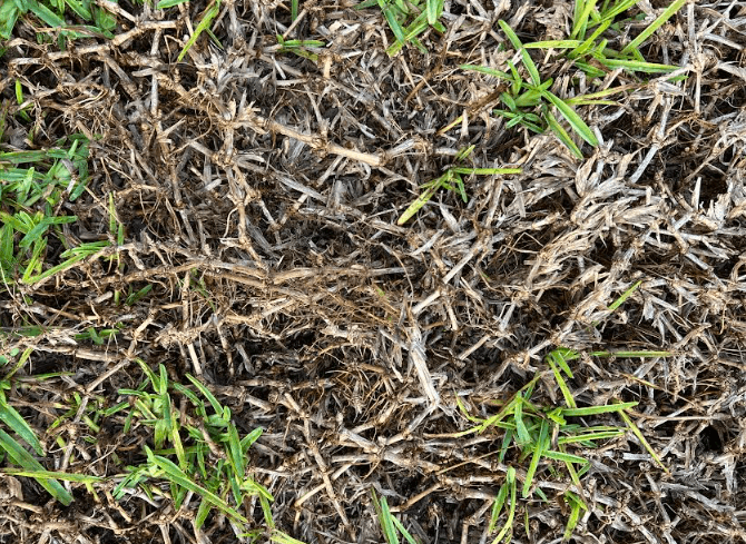 Thick thatch and weak turf near the soil line